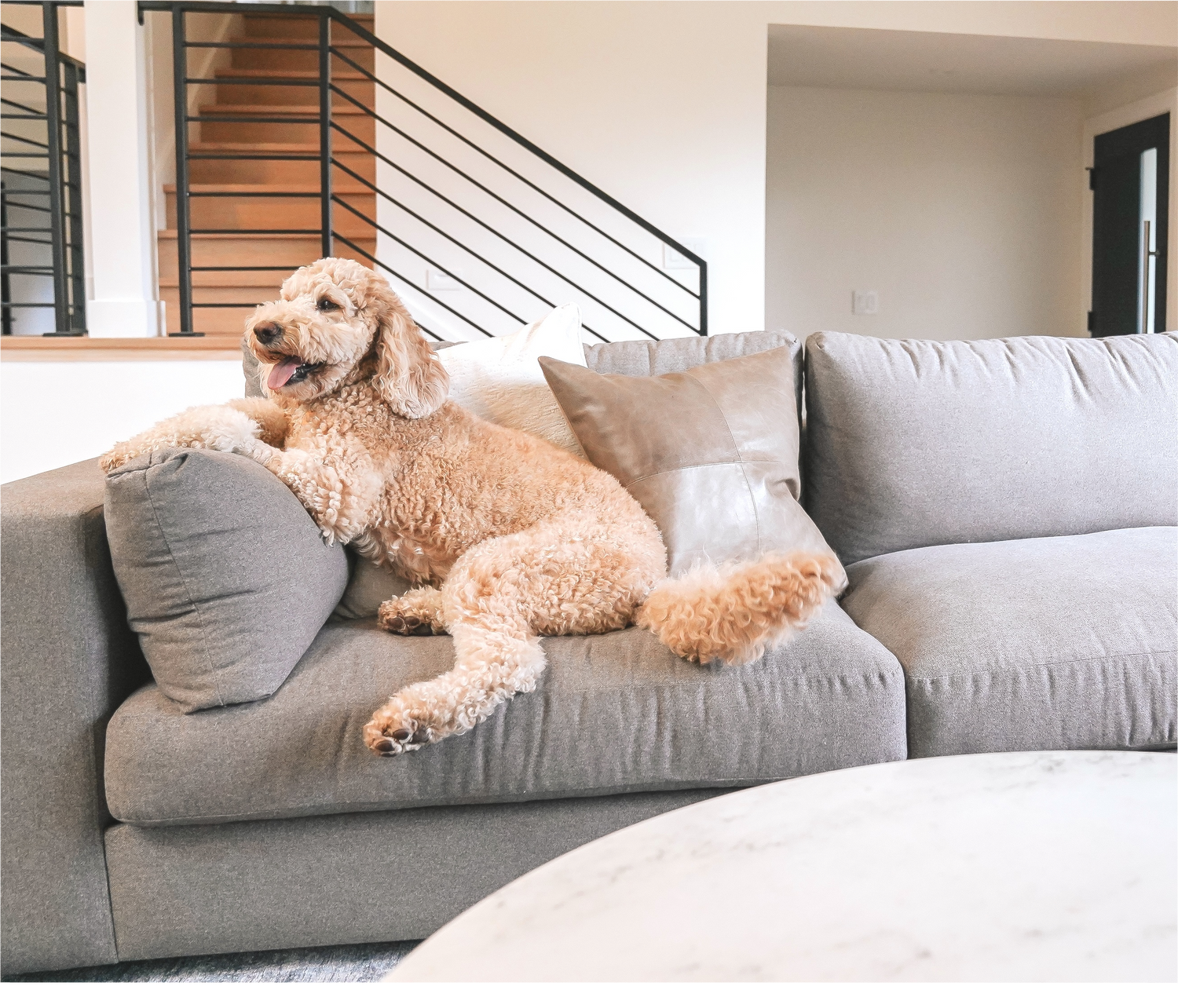 Pet Friendly Guide
