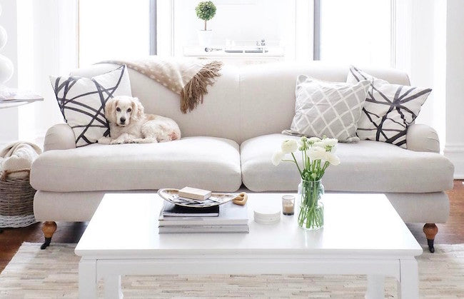 Small cream dog laying on a white sofa