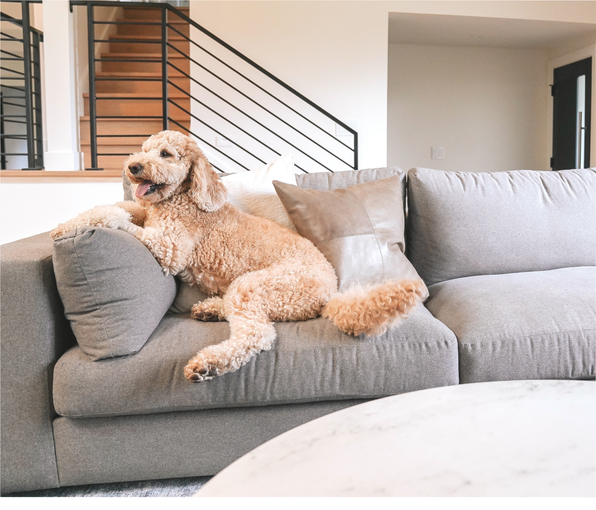 Dog Relaxing on Pet Friendly Couch